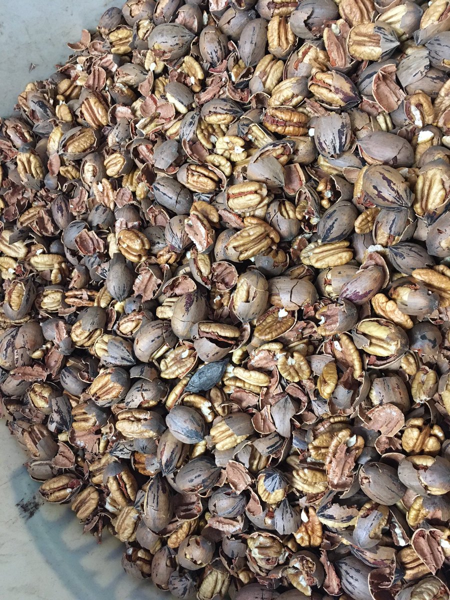 My parents have a small pecan orchard in South Texas. 
Their cracked pecans are $5.50 per pound
Located in Pearsall, Tx (UPS Shipping Available for actual cost)
Phone: 830-334-2583
Below is a link to their Pecan Page:
facebook.com/smithfamilypec…