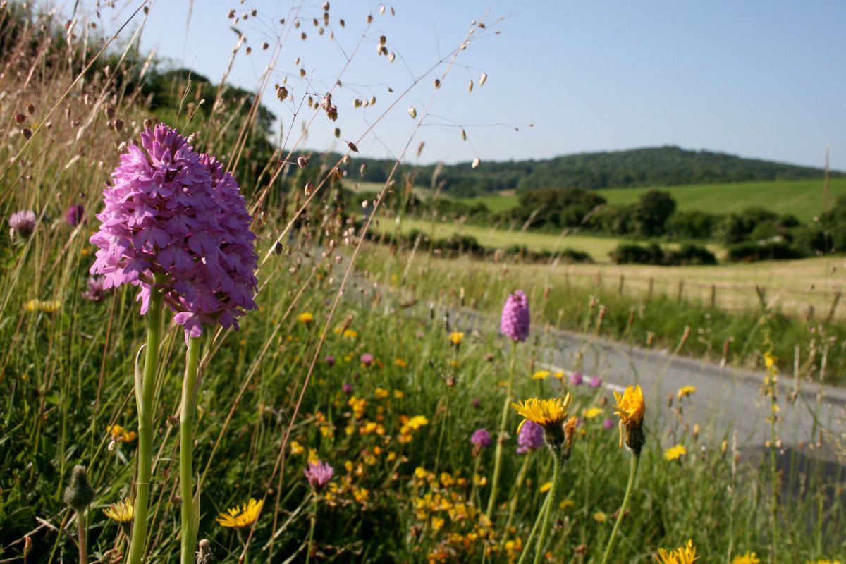 Plantlife (@love_plants) on Twitter photo Great to see Plantlife's blossoming #RoadVerges campaign featured in <a href="/WildlifeMag/">BBC Wildlife</a> Reasons to be Cheerful feature profiling 50 uplifting #conservation stories for 2021 plantlife.love-wildflowers.org.uk/roadvergecampa… <a href="/MeganShersby/">Megan Shersby</a> <a href="/katefpetty/">Kate Petty</a> <a href="/DrTrevorDines/">Trevor the botanist</a> #wildlifesuccess Great to see Plantlife's blossoming #RoadVerges campaign featured in <a href="/WildlifeMag/">BBC Wildlife</a> Reasons to be Cheerful feature profiling 50 uplifting #conservation stories for 2021 plantlife.love-wildflowers.org.uk/roadvergecampa… <a href="/MeganShersby/">Megan Shersby</a> <a href="/katefpetty/">Kate Petty</a> <a href="/DrTrevorDines/">Trevor the botanist</a> #wildlifesuccess