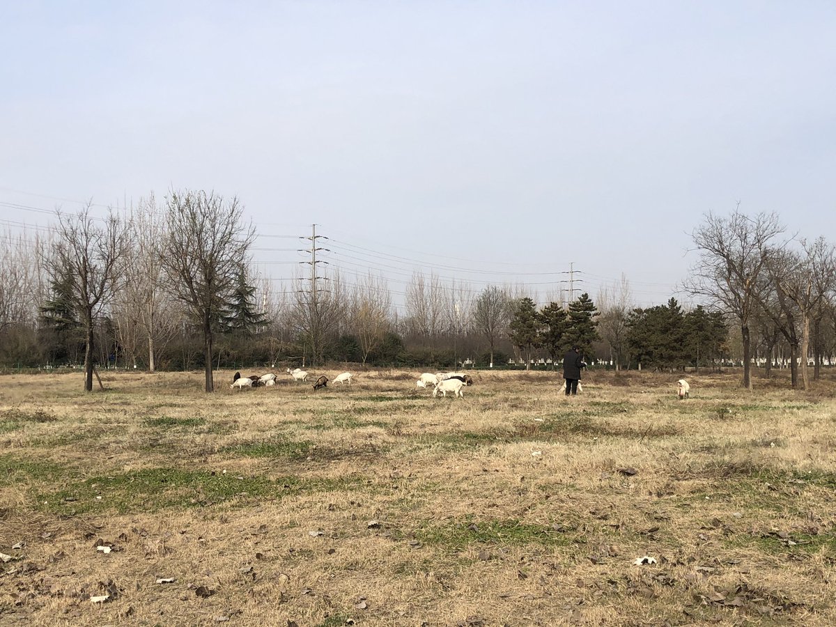 A phrase came to me looking over Chang’an from the front hall’s terrace.沧海桑田 - azure seas, mulberry fields - expressing utter change brought by time’s vicissitudes.As I left, a lonely herder led his goats through the former west gate - final vestige of fallen empire. /end