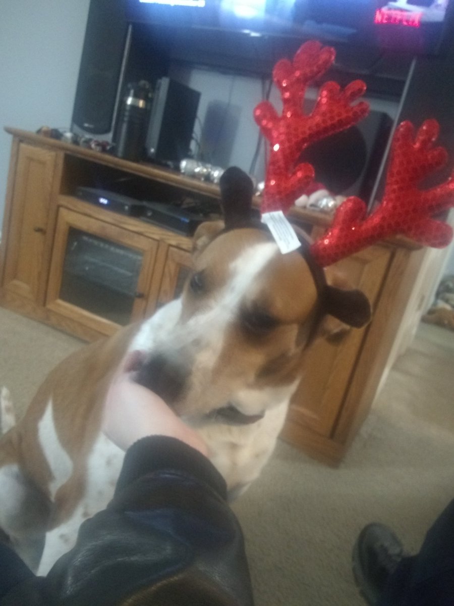 angry_buffalo17's tweet photo. My dog had his ears check out.... https://t.co/WPhnoTb8r8