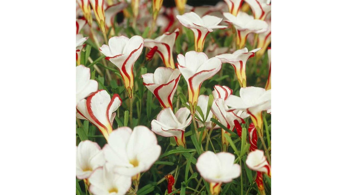 Van Zyverden Oxalis Versicolor (Set of 10 Bulbs) for $13.89 (- 54%)   
#MKEFloristDeals 🔻
greenfieldflower.shop/pnm