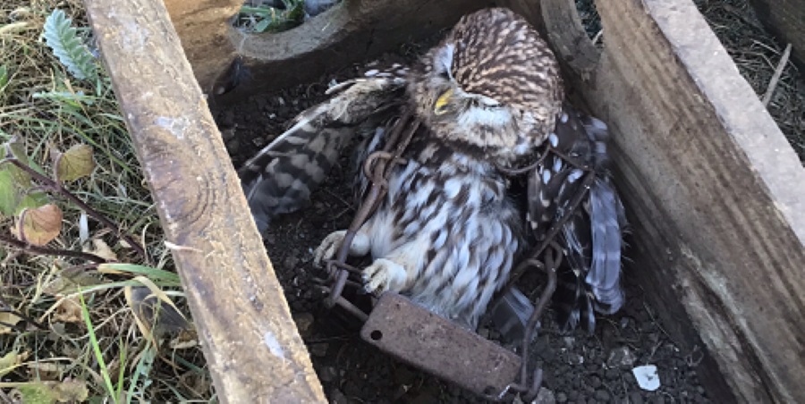RareBirdAlertUK tweet media