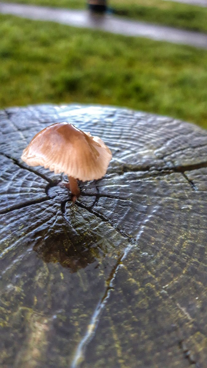 Sally (@fairytalechic) on Twitter photo Isn't nature wonderful. I found this tiny mushroom growing out of a post on Grovelands, Warminster. Beautiful.
<a href="/Grovelandssite/">Grovelands Flora and Fauna</a>
#nature #warminster #wiltshire #naturelovers #Mushroom #fungi Isn't nature wonderful. I found this tiny mushroom growing out of a post on Grovelands, Warminster. Beautiful.
<a href="/Grovelandssite/">Grovelands Flora and Fauna</a>
#nature #warminster #wiltshire #naturelovers #Mushroom #fungi
