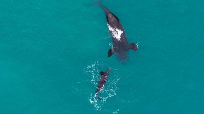 Researchers are finding the Southern Right whale is starting to flourish after years of whaling. This is hope that other species, like their cousins the North Atlantic #rightwhale, can bounce back too. Whales are resilient. 
ab.co/36AHuIb