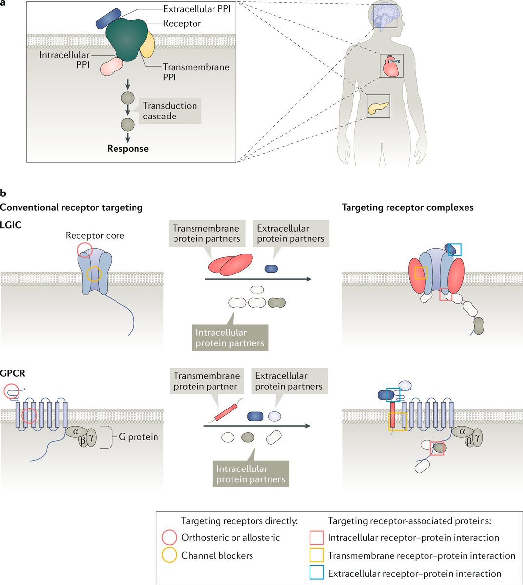 Targeting protein–protein interactions within GPCR and ion channel complexes provides an opportunity to develop more selective drugs with fewer side effects - find out more about advances towards realizing this goal in this review in the December issue go.nature.com/2K31D0H
