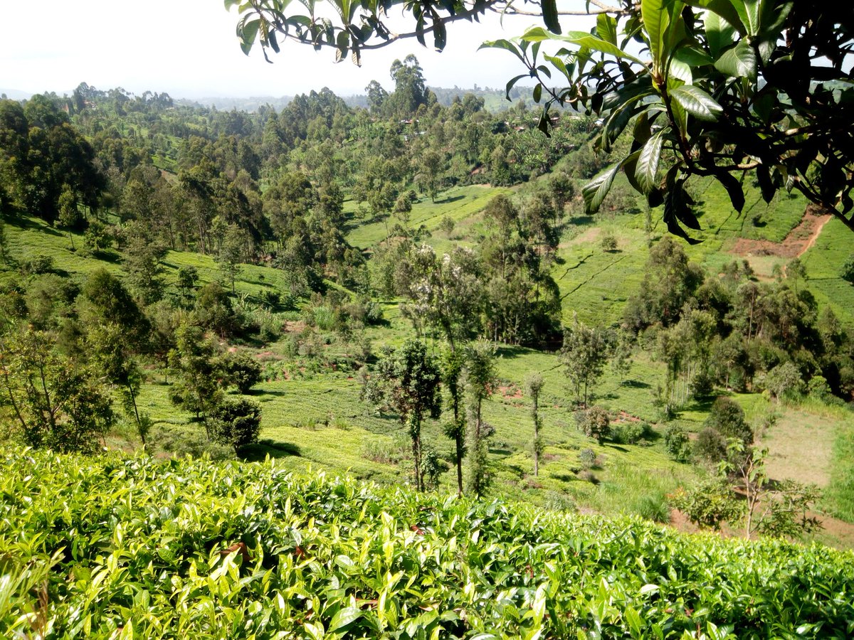 MbaraNginyo's tweet photo. Kigumo constituency, Muranga County

#Magicalkenya #TembeaKenya #MsambweniDecides  #SundownerKBC Joho https://t.co/X9ObZz8brE