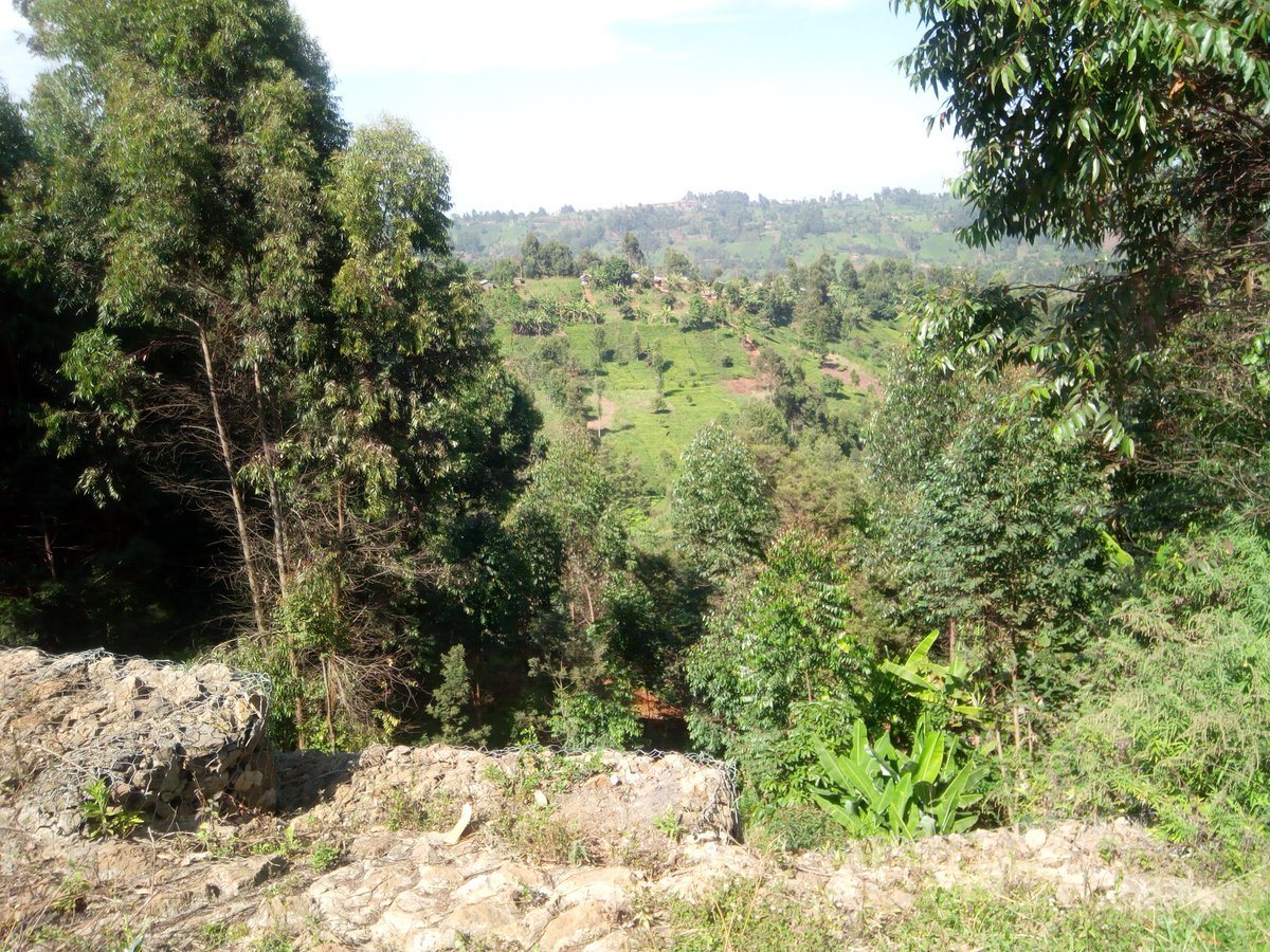 MbaraNginyo's tweet photo. Kigumo constituency, Muranga County

#Magicalkenya #TembeaKenya #MsambweniDecides  #SundownerKBC Joho https://t.co/X9ObZz8brE