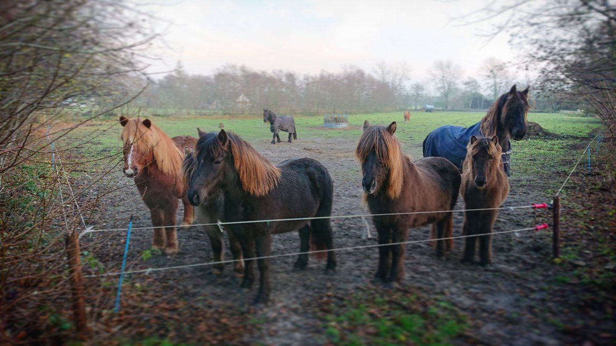 DePrairiePonys's tweet photo. De ExtraCare wei wacht op hun dagelijkse bestelling: een emmer biks! ๐ด
#bezorgdienst ๐
#jonkies #merriemetveulen #peuter #kleuter #bejaarden #luxepaarden #biks Kortom, voor wie uit de Prairiekudde extra TLC uit een emmer nodig heeft. ๐ฅฐ https://t.co/vEZz7MNuXg