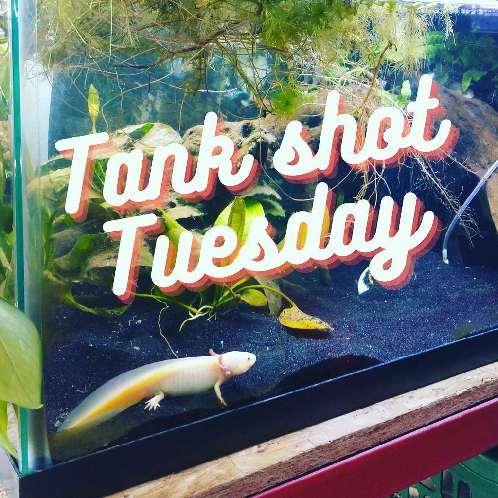 FKACommunity's tweet photo. Happy #TankShotTuesday everyone! Tag us in your full tank shots today, we would love to interact with you!

#Plantedtank #aquascaping #aquarium #natureaquarium #plantedaquarium #aquaticplants #fishes #plants #plantsofinstagram #tropicalfish #potd #fishta… https://t.co/3ZRDnzmlq3 https://t.co/YAMYW9QNAu