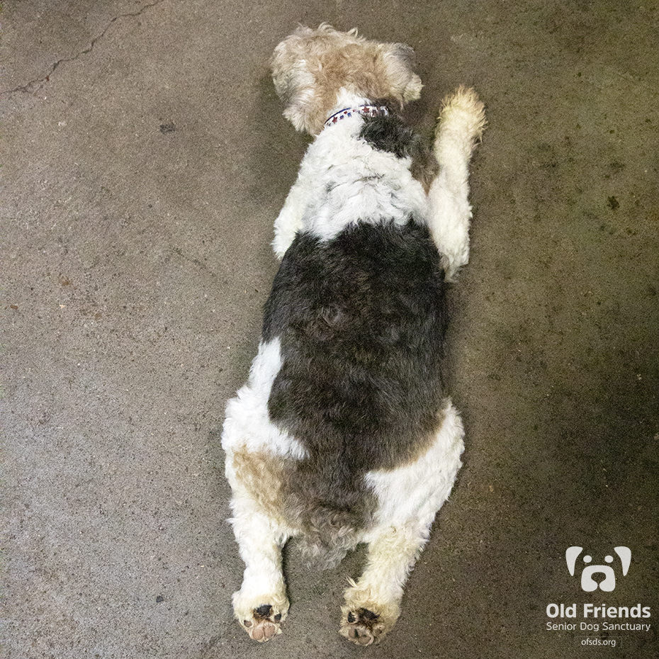 oldfriendssds's tweet photo. Tyler got up, moved, then got back down!
#ofsds #ofsdstyler #seniordogs #ofsdsgoodmorning https://t.co/dVzyOTG10p