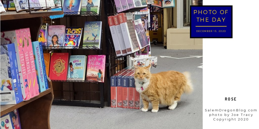 salemoregonblog's tweet photo. Photo of the Day - Rose. It's Rose from The Book Bin! Learn more from our post today at https://t.co/9UJ8iWlR2I #cats #instacat #catoftheday #love #cute #books #bookbin #salem #saleemoregon #salemeor https://t.co/1spKNlSt0T