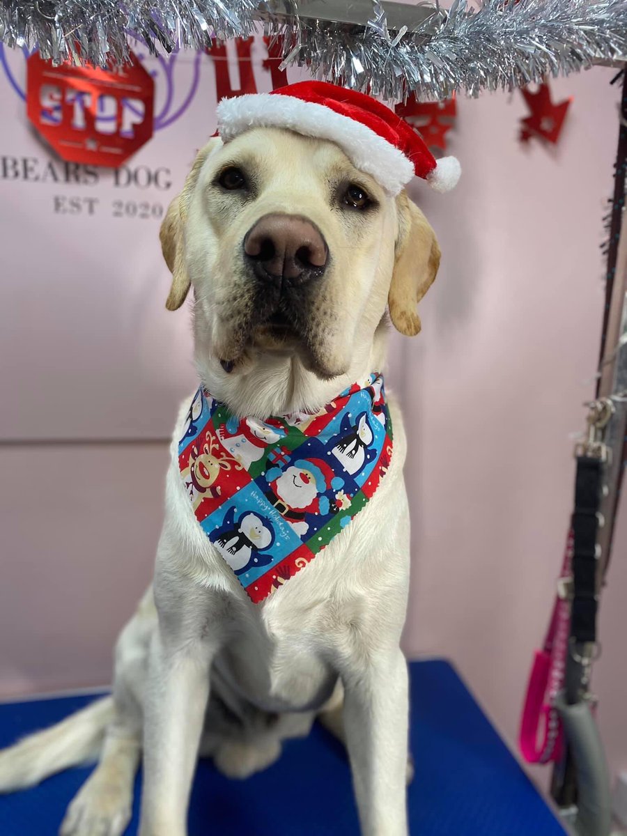 heckler001's tweet photo. Dougals 1st Xmas 🥰🥰😍 #QEHSantaPaws https://t.co/Dz3ZPwCHdi