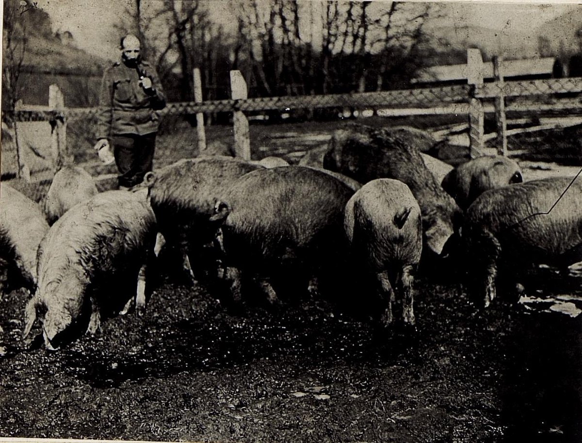 kriegschaubot's tweet photo. Bilder von der Schweinezucht des Korps - Proviantamtes. #TiereImKrieg
https://t.co/FtzaZo1ulo https://t.co/iFy58WMYCh