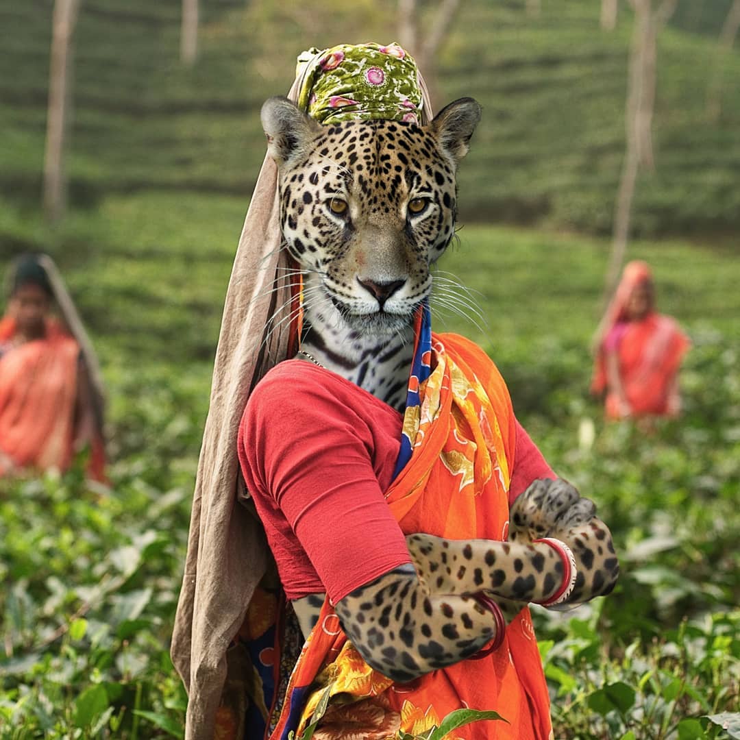 Animals Dressed As Humans Thrend