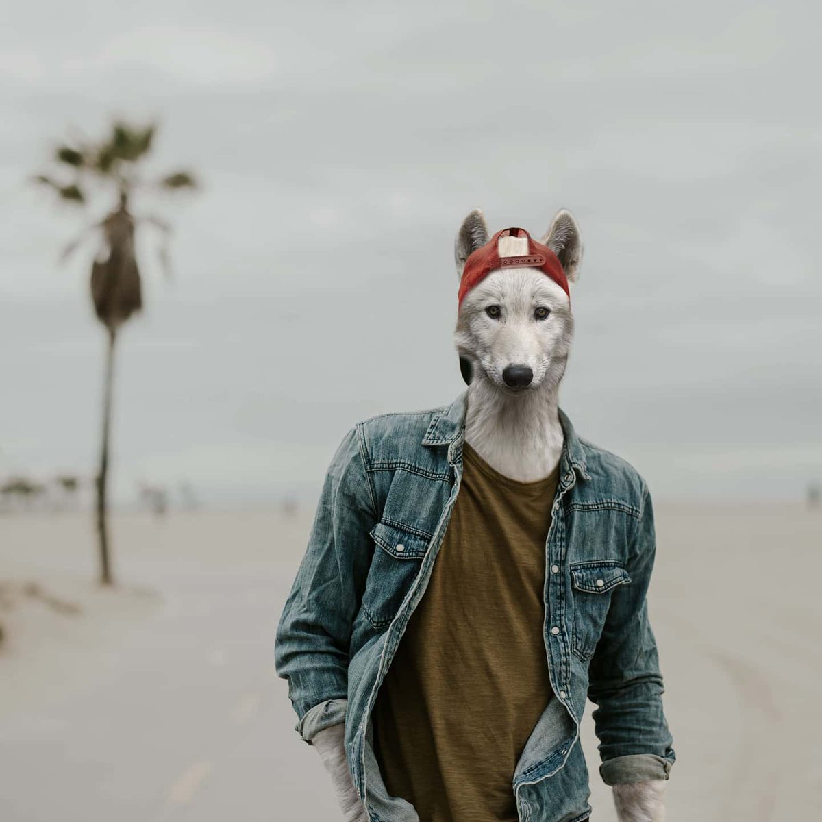 Animals Dressed As Humans Thrend