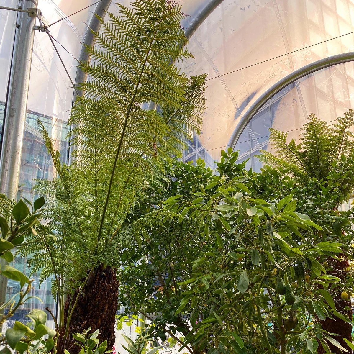 Cake Industries (@cake_industries) on Twitter photo #ayearincake: The Hothouse for <a href="/L_D_F/">London Design Festival</a> and @Lendleaseuk with <a href="/studioweave/">Studio Weave</a> and @ArupGroup. Planting by <a href="/tommasseyuk/">Tom Massey</a> and <a href="/HortusLoci/">Hortus Loci</a>; detailed structural design by <a href="/Cake_Structures/">Cake Engineering</a>. #ayearincake: The Hothouse for <a href="/L_D_F/">London Design Festival</a> and @Lendleaseuk with <a href="/studioweave/">Studio Weave</a> and @ArupGroup. Planting by <a href="/tommasseyuk/">Tom Massey</a> and <a href="/HortusLoci/">Hortus Loci</a>; detailed structural design by <a href="/Cake_Structures/">Cake Engineering</a>.