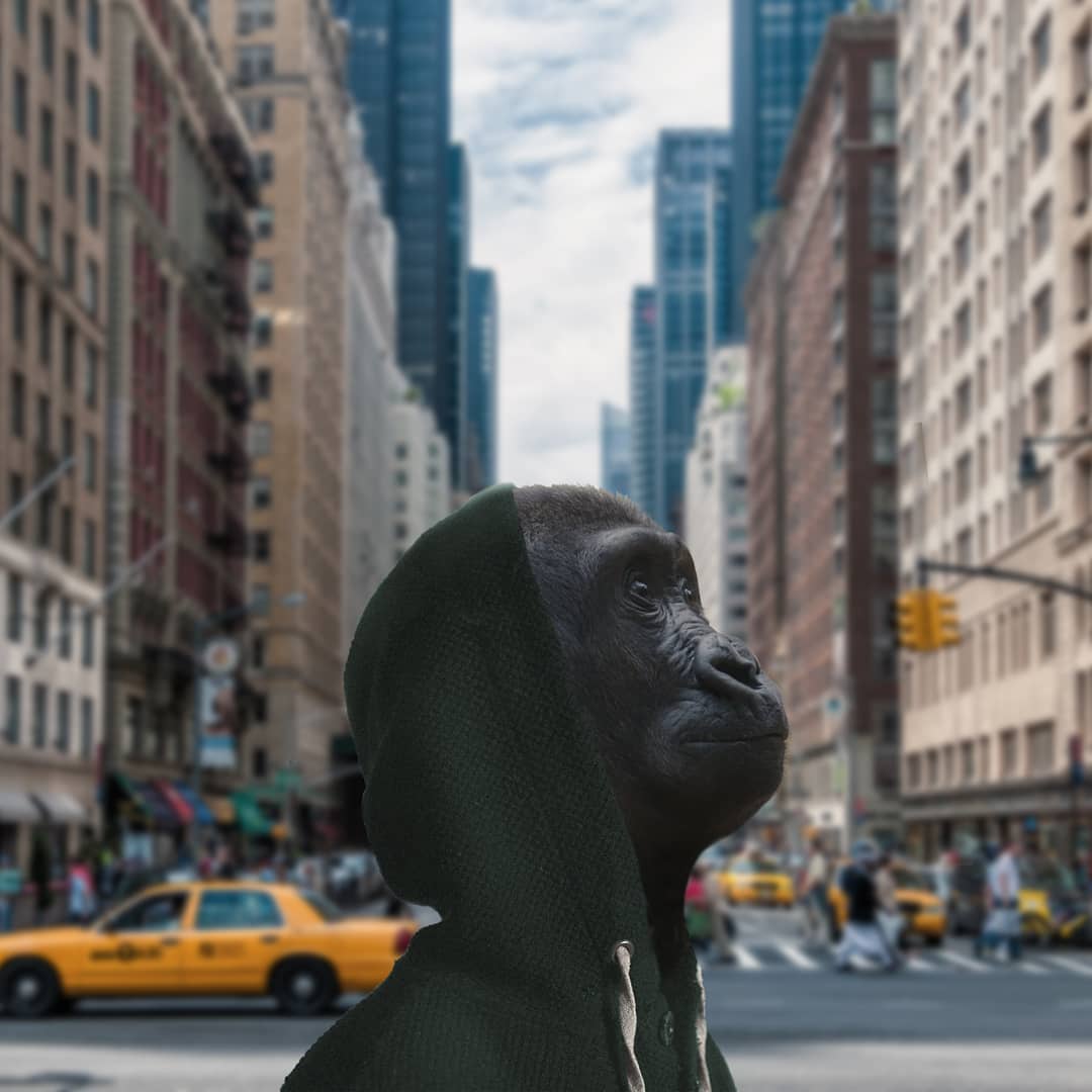 Animals Dressed As Humans Thrend