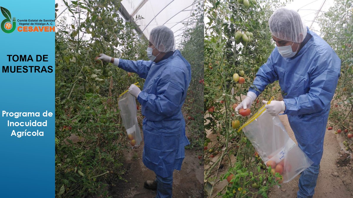 ComiteSanidad's tweet photo. 26/11/2020 El Comité Estatal de Sanidad Vegetal de Hidalgo A. C., que preside el C. Esteban Cruz Chávez, a través del Programa de Inocuidad Agrícola, realizó Toma de Muestras para proceso de Certificación de SRRC en el Municipio de Tecozautla, Hidalgo. https://t.co/DXCe6azYdR