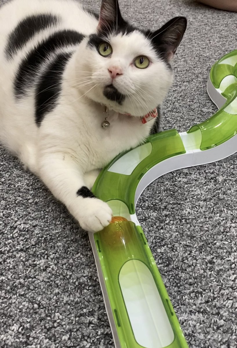Keith The Cat Cow Kedi Review Variety Keith the cat cow po box 528