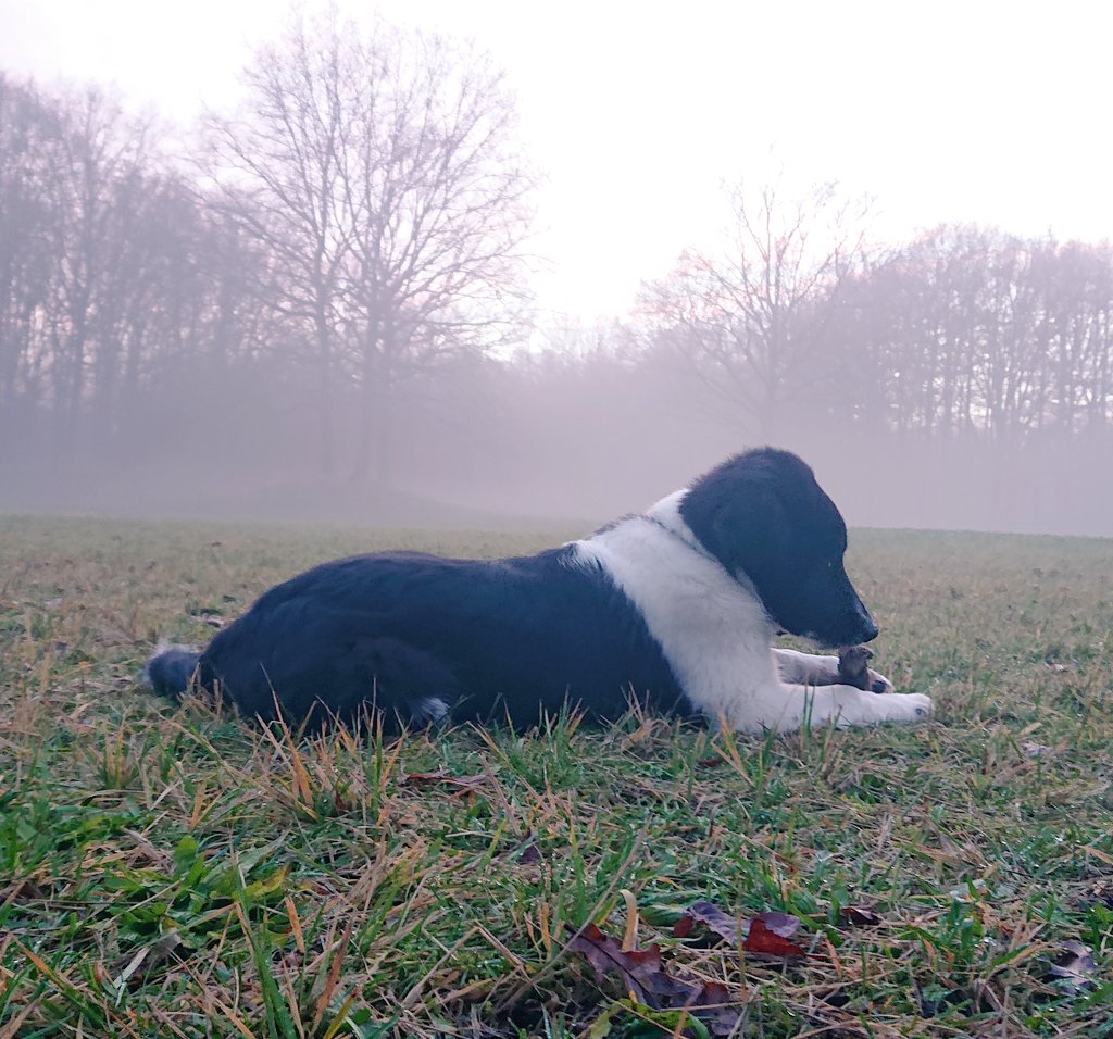 Herald Nobel tweet media