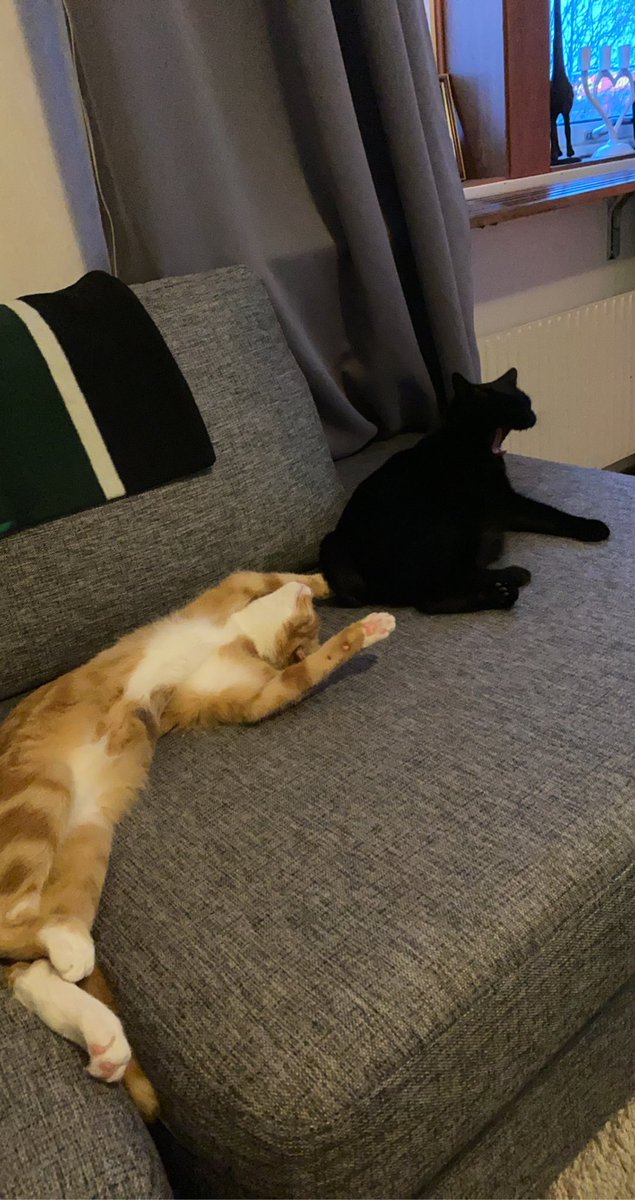 AshHallin's tweet photo. My babies😍 #cats #kitty #meowmeow #kitten #cat https://t.co/86AsAyZZcT