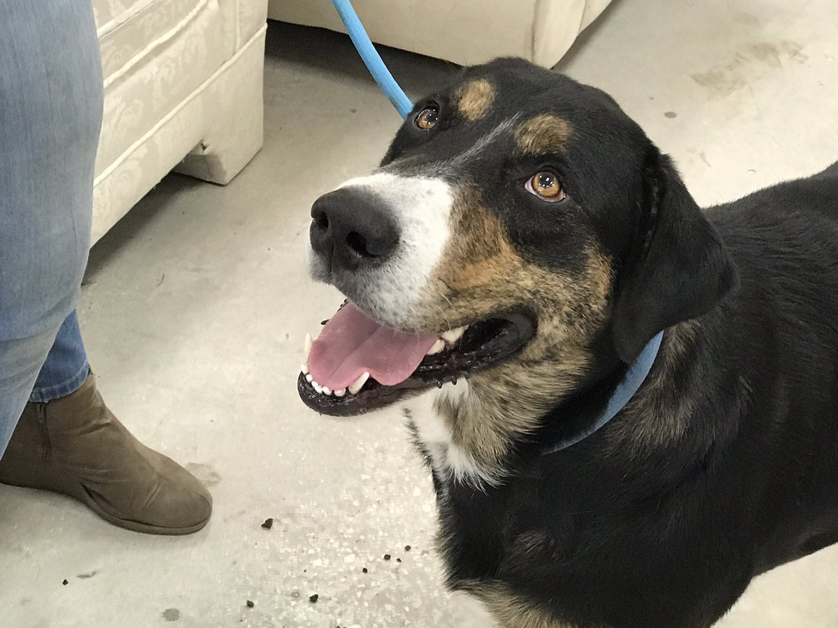 gpallone13's tweet photo. HOLIDAY HOPE: @SPCAofNBrevard hosting “Home for the Holidays” foster program. Families can take cat or dog home for Christmas, and if they bond, adopt the pet. Call SPCA at 321-567-3615 to participate. @MyNews13 #News13Brevard https://t.co/17pWLJpVPw
