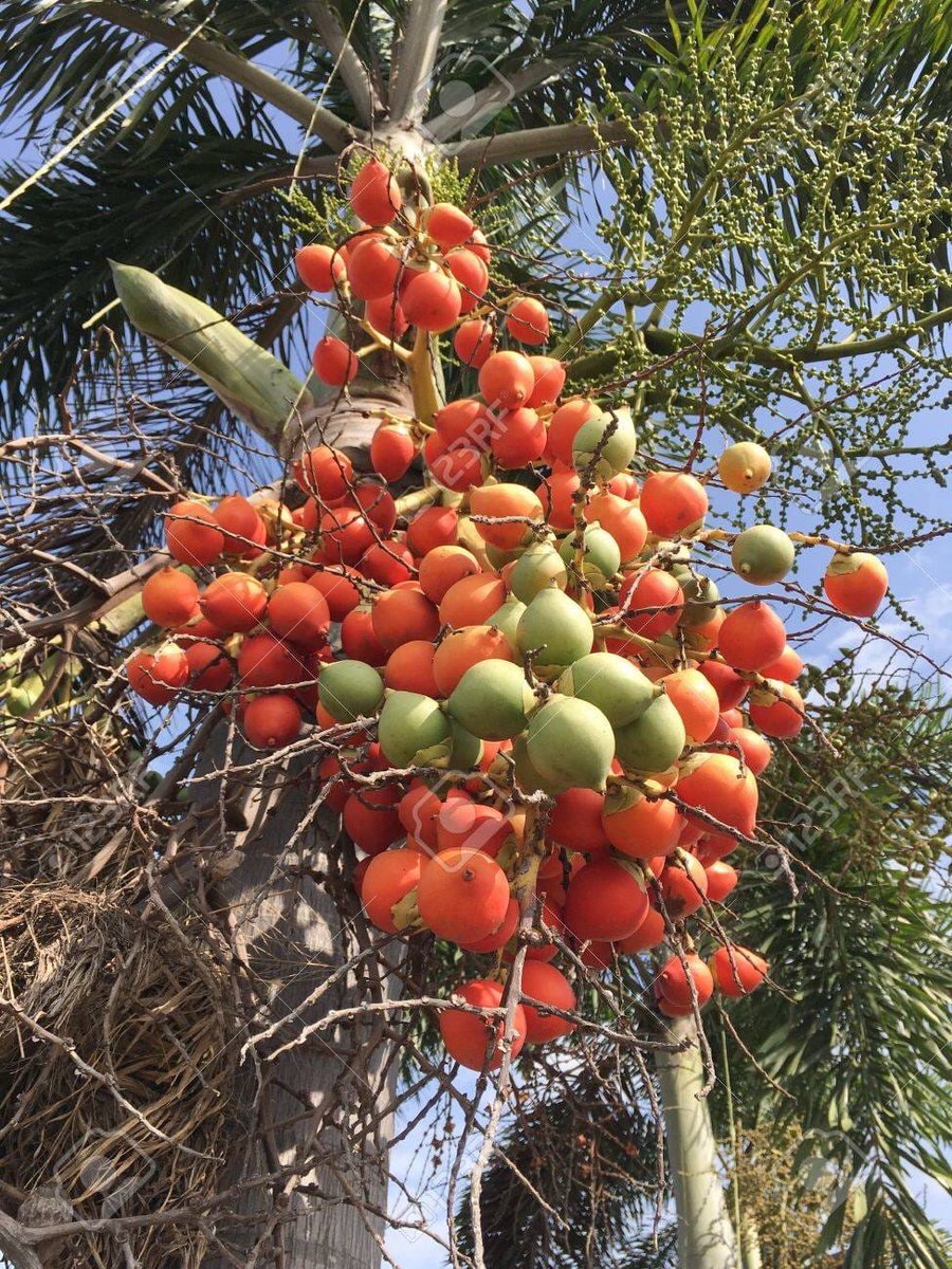 Colours of nature. Areca palm fruit.
#arecapalm #palm #nature