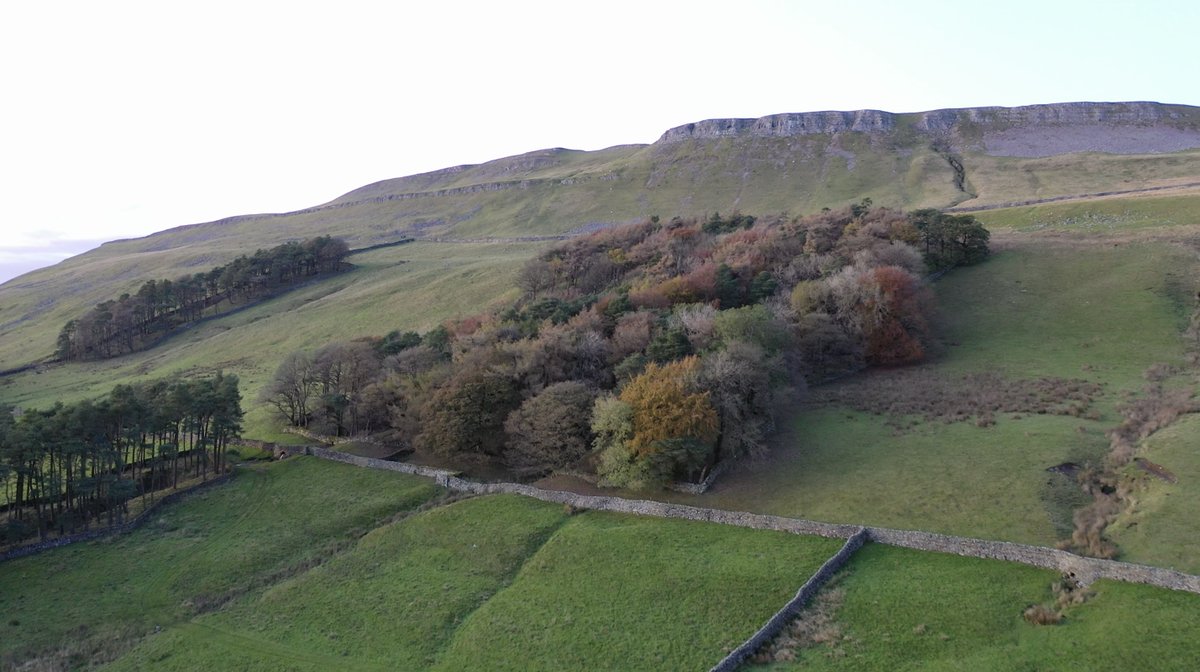 yorkshire_dales's tweet photo. Ambition agreed today to increase tree cover in the Yorkshire Dales National Park from 4.3% to 7% by 2030. Provisos: farmed, open landscape to be conserved and only 'right trees in right places'! Full story: https://t.co/3kSlROfZKn https://t.co/LQii3JgFYe