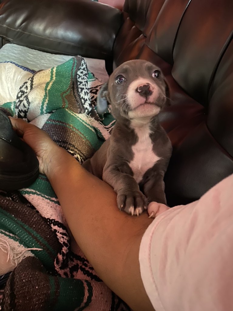 Jaaay_Duuurty's tweet photo. Officially a dog dad now. Introducing Miss Rani “Queen” Vegas Stevenson-Jones. Lawd what a journey we’re going to take. #dogdad #Pitbull #PitDad #GirlDog #TheLionGuard @LionGuardWiki #Rani https://t.co/uOSRof9t7k