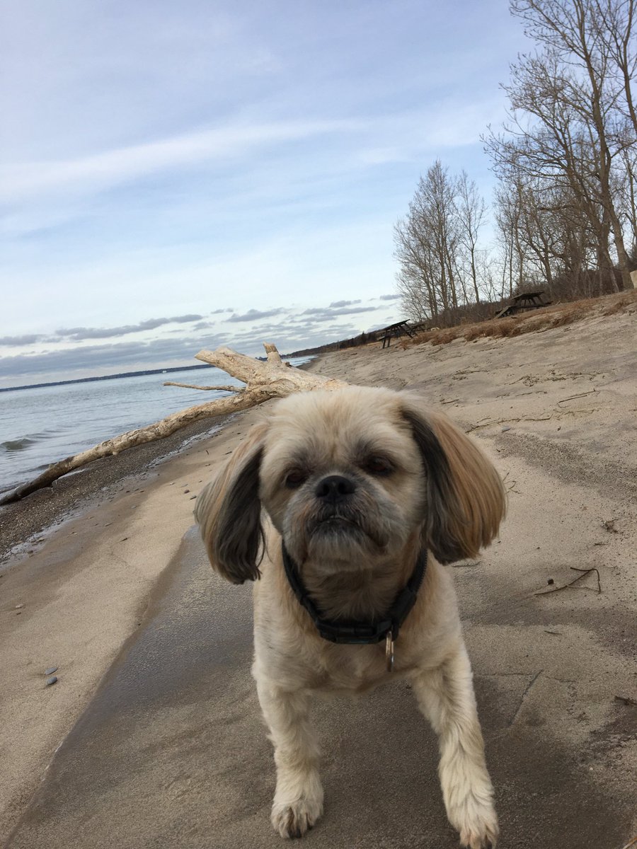 MTHogger's tweet photo. Beach walk with Bo 
  ⁦@PointPeleeNP⁩ https://t.co/g3uhoVOUrl