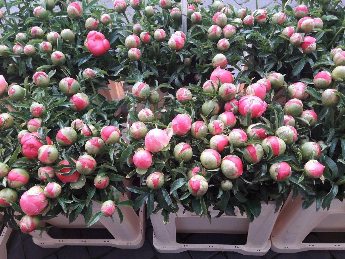 Jawel, de #markt van #hilversum van woensdag gaat door met de Food en de kerstbomen, bloemen en planten.