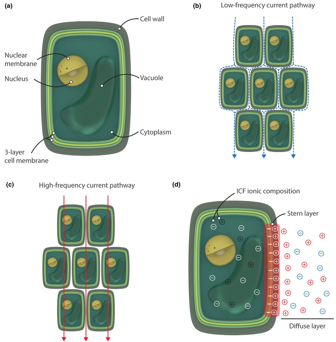 Vadose Zone Journal (@vadosezonej) on Twitter photo Sensing the electrical properties of roots: A review. doi.org/10.1002/vzj2.2… <a href="/solotexify/">solotexify</a> Sensing the electrical properties of roots: A review. doi.org/10.1002/vzj2.2… <a href="/solotexify/">solotexify</a>