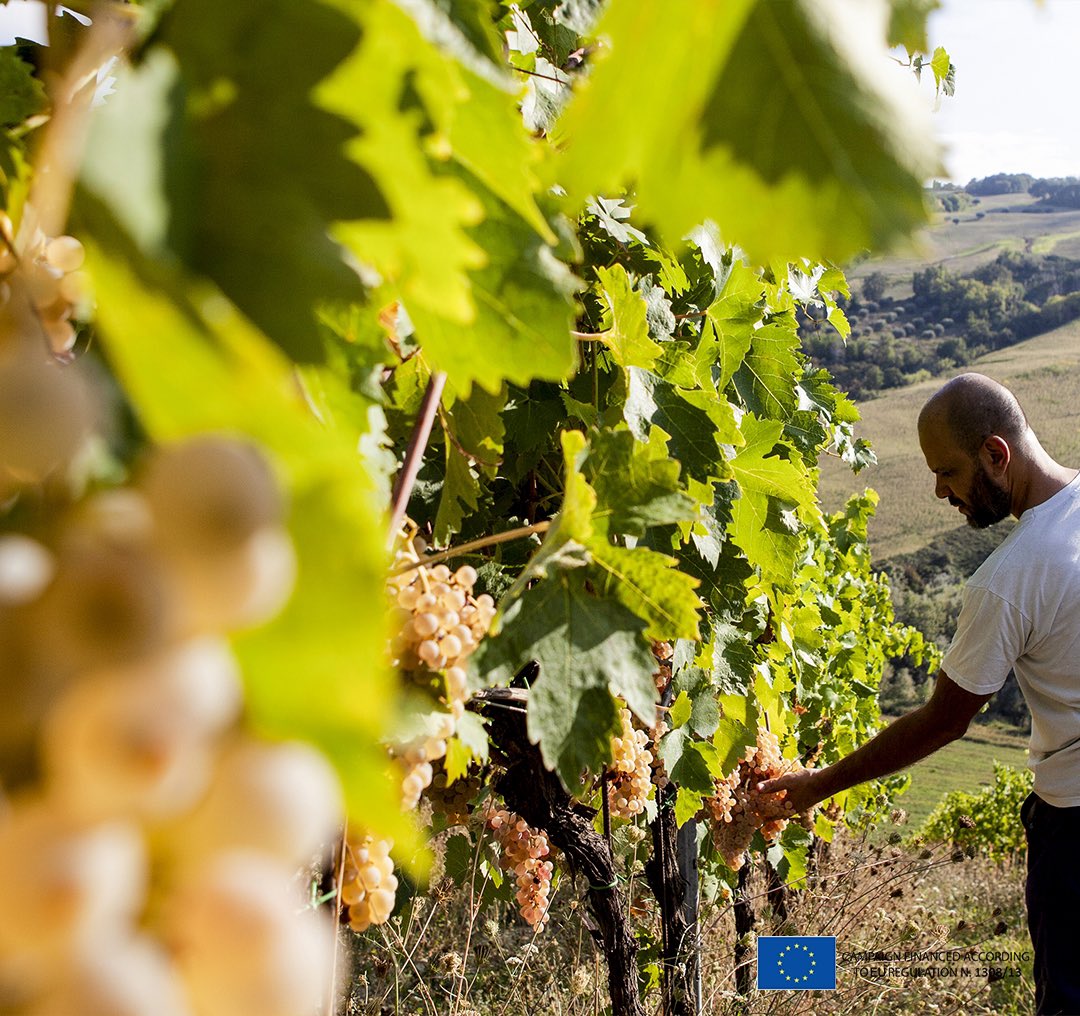 collina_bio's tweet photo. Poutine and Wine? No, we haven’t drunk too much Montepulciano d’Abruzzo!  We truly believe we have found the perfect pairing to Poutine: Trebbiano d’Abruzzo.
#lacollinabiologica #agricolacirelli #organicwine  Campaign financed according to Eu Regulation n 10308/13 https://t.co/yglvUQ6VWL