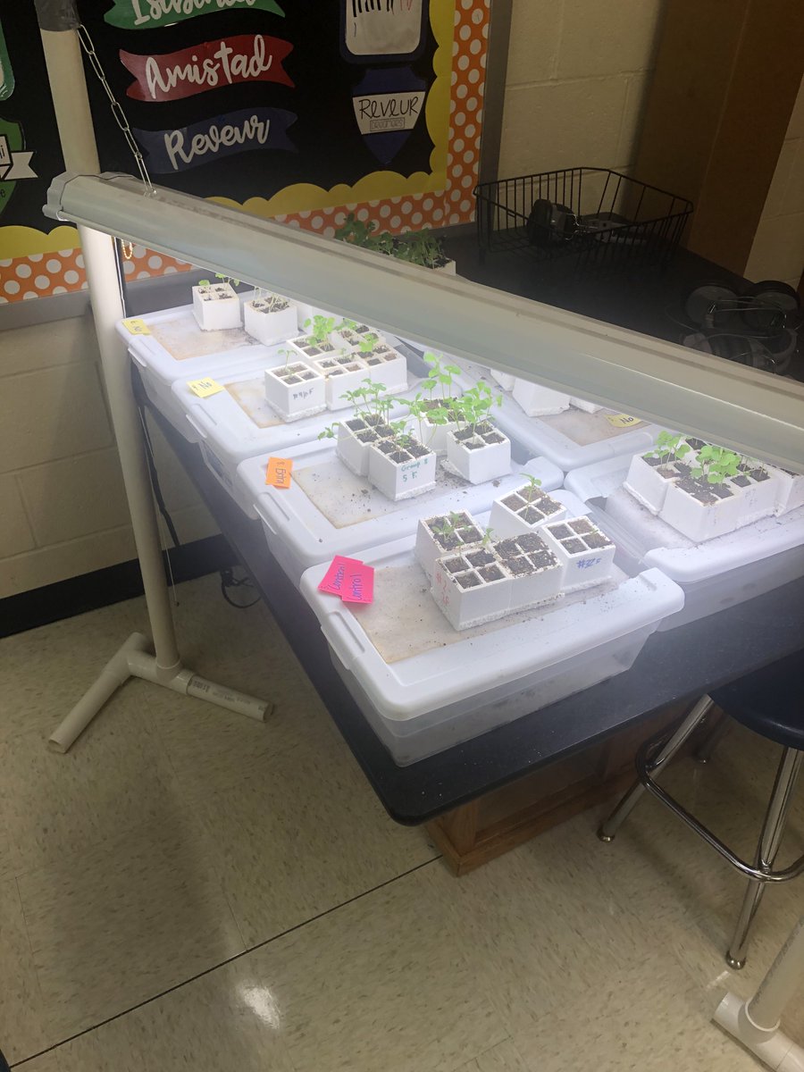 Lakeview_AP's tweet photo. Mrs. Meyers' class hard at work today in their genetics unit.  They were using a punnett square to identify certain genotypes in plants and animals. Awesome job! @LVEPrincipal @LVEJohnsonAP https://t.co/zxur54EQMa