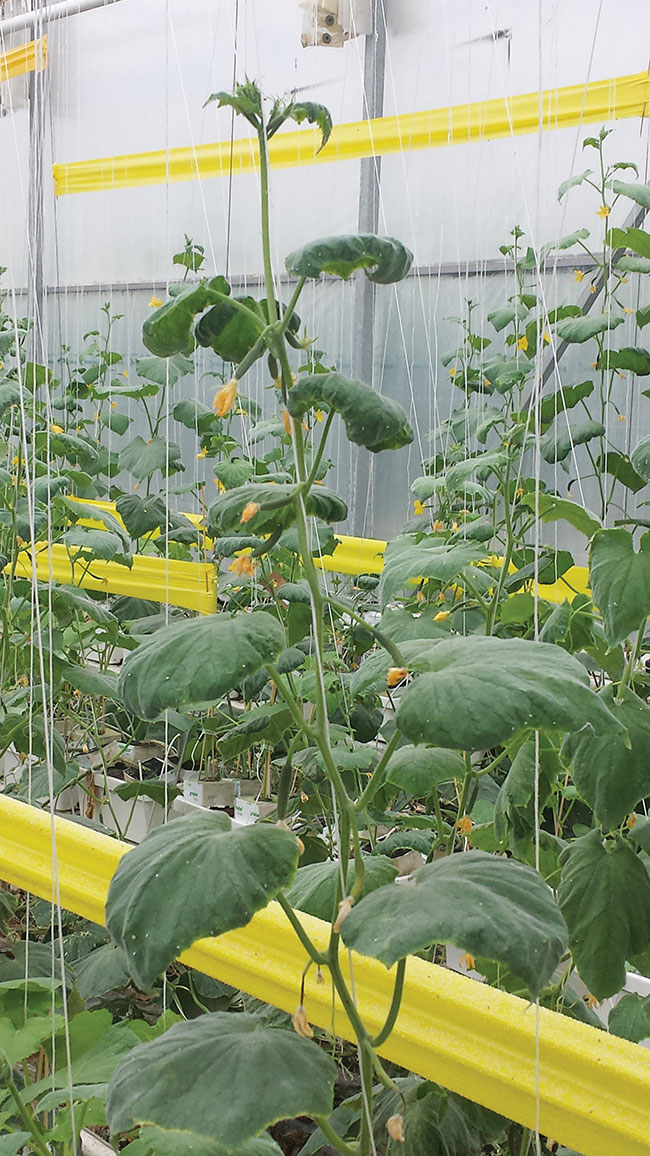 cucumber plant