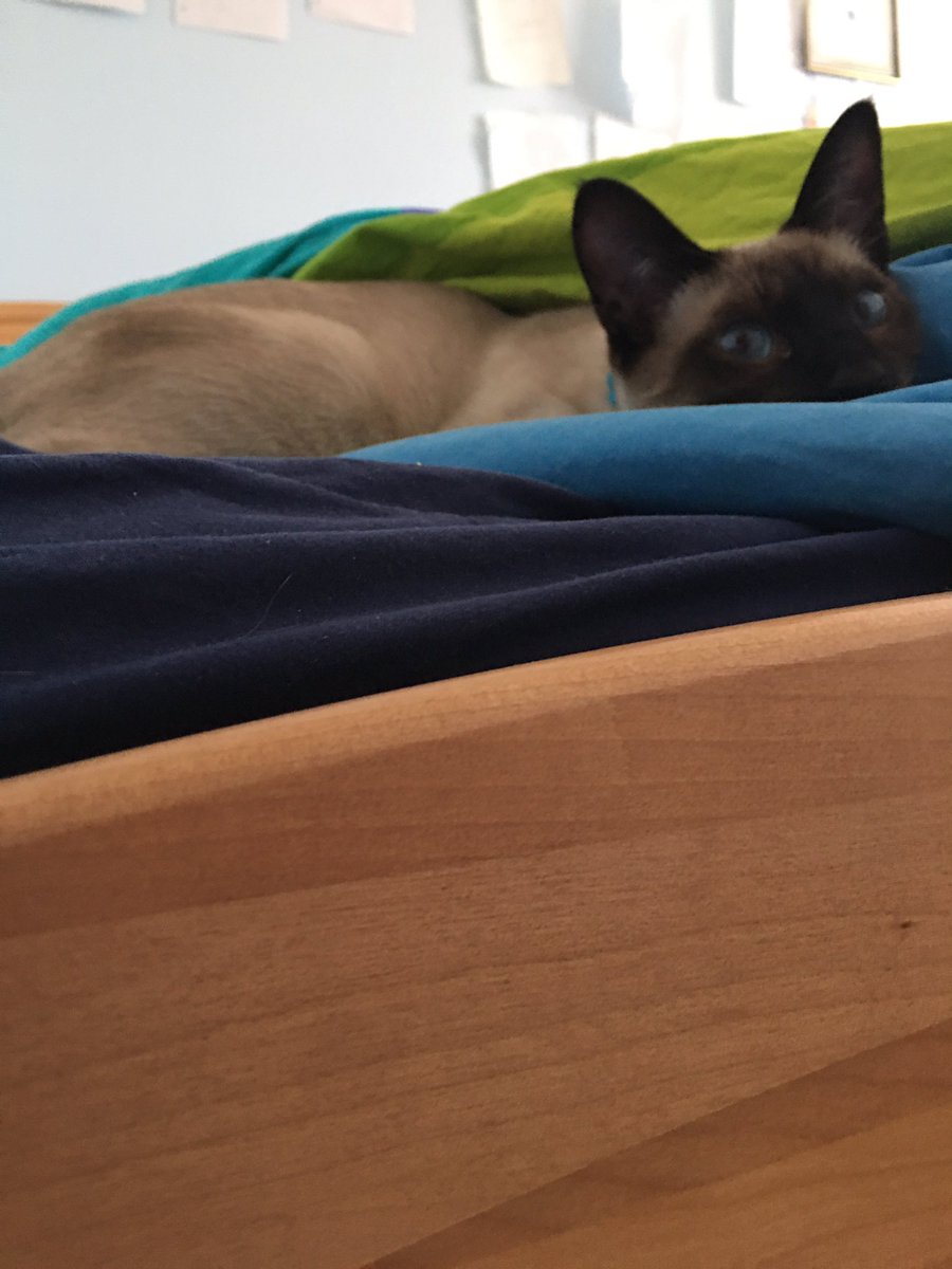 ChaiyatOfficial's tweet photo. Just woke up from a nap 😴 😻 #siamesecatsofinstagram #traditionalsiamese #siamesecorner #siam #thai #thaicat #siameseworld #siameselover #siameselovers
#siamesekitten #siamesekittens #siamesekitty #viral #trending https://t.co/OIX6hD5YHG