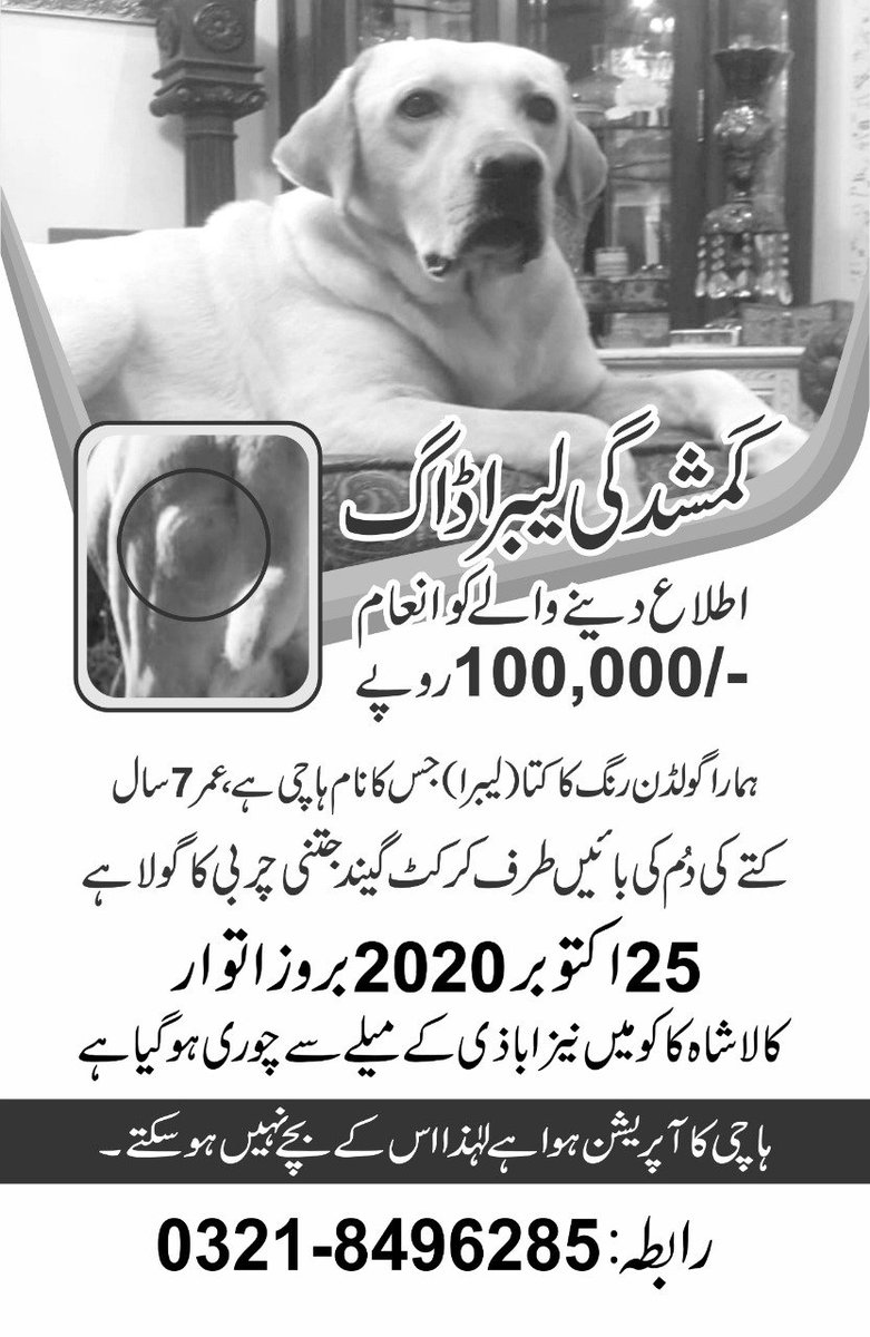 Umar__66's tweet photo. Help us finding hachi nd get reward of rupees 100,000, detail in pictures #findhachi https://t.co/Jiu8oRqVs2