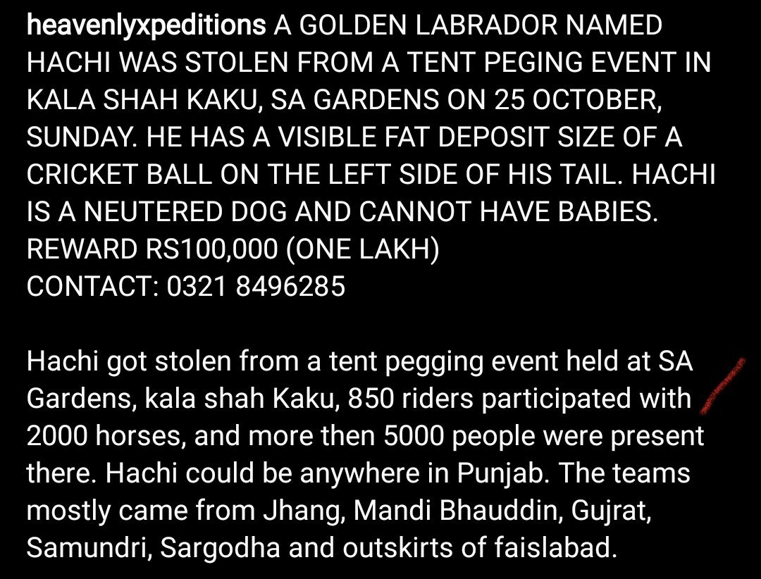 Umar__66's tweet photo. Help us finding hachi nd get reward of rupees 100,000, detail in pictures #findhachi https://t.co/Jiu8oRqVs2