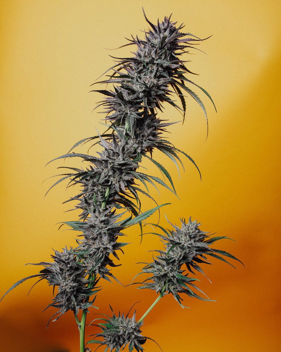 Apex by <a href="/EthosGenetics/">Colin Gordon</a> home harvest grown by @grant_of_the_plant on IG