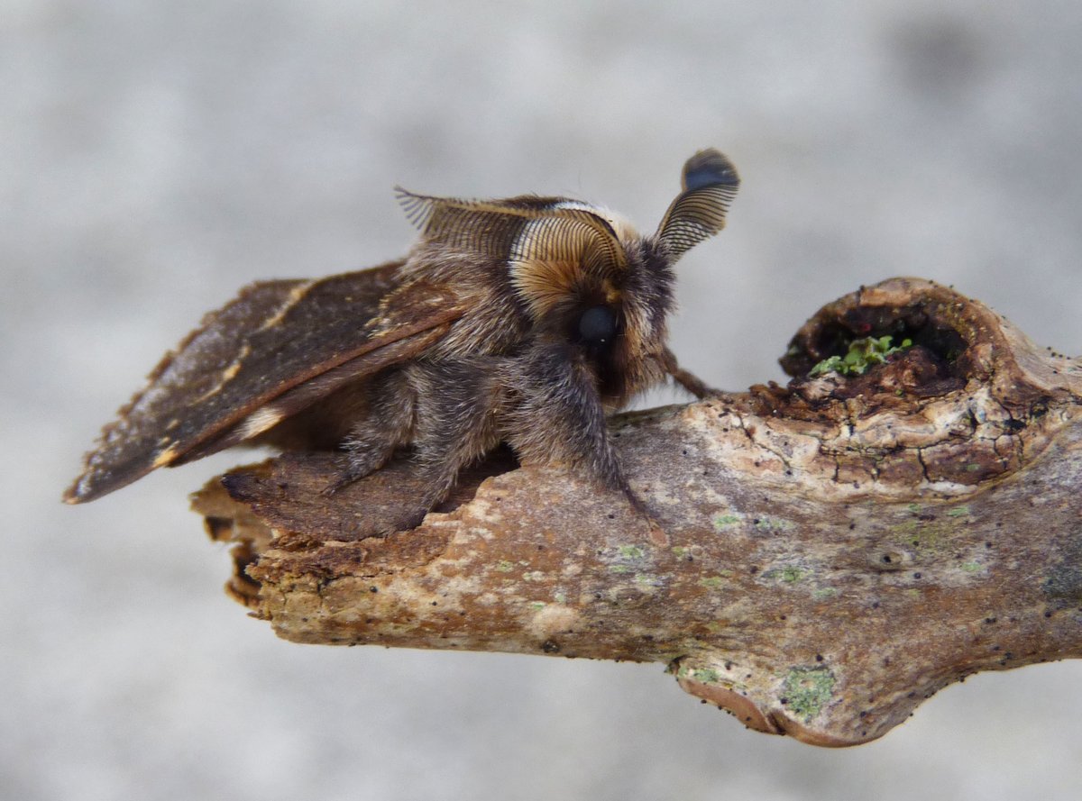 The DECEMBER MOTH's on the wing with Santa & his reindeer. Whereas Rudolph's nose is bright, December moth's is bushy. Moths smell with their antennae! He's looking for love with those frost-proof bushy antlers!  Curiously, he has no mouth: no point - too cold for nectar now!!