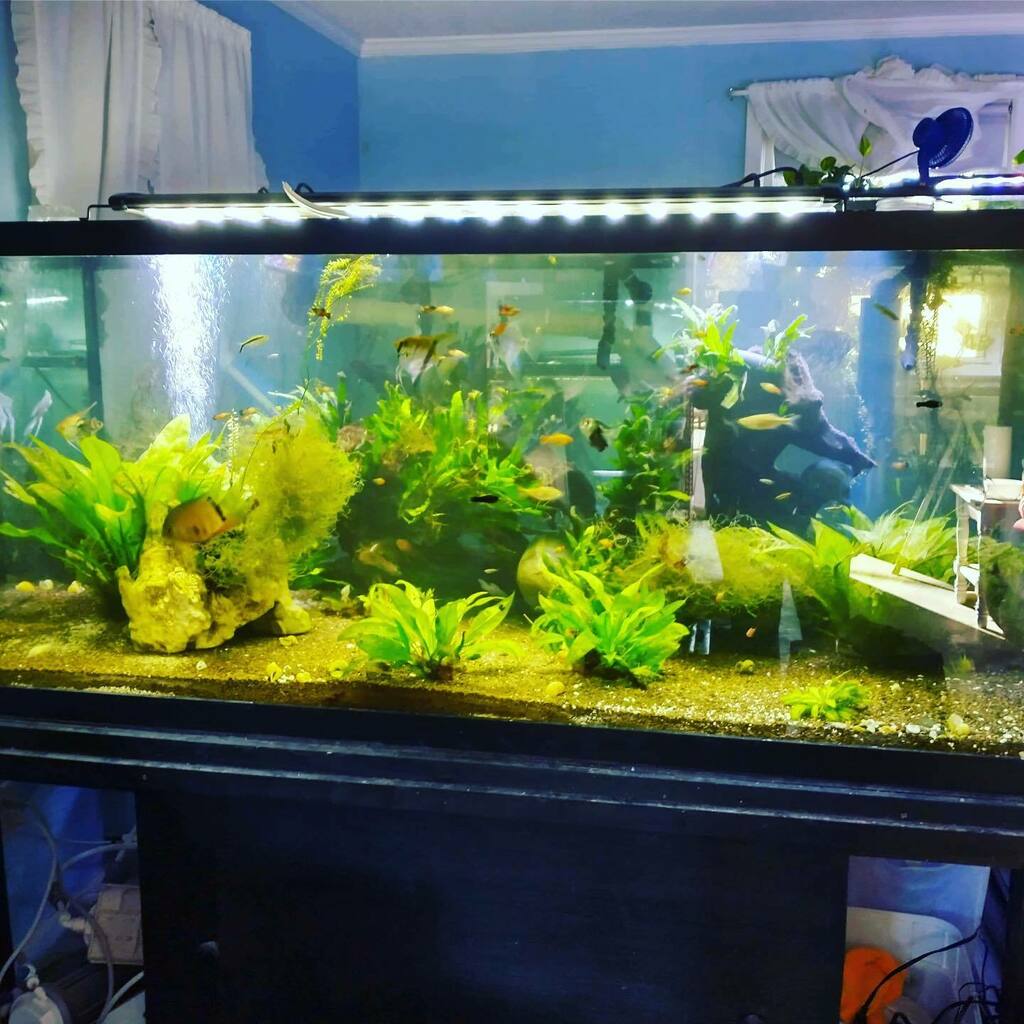 FKACommunity's tweet photo. Check out this community tank from one of our members. Love the live plants!

#Plantedtank #aquascaping #aquarium #natureaquarium #plantedaquarium #aquaticplants #fishes #plants #plantsofinstagram #tropicalfish #potd #fishtank #freshwater #fishlover #pic… https://t.co/nCfwaTl5Ae https://t.co/GhGV0iEaLJ