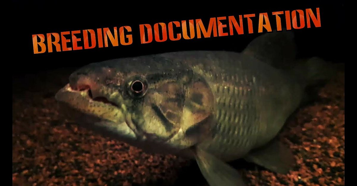 JunkiesFish tweet picture