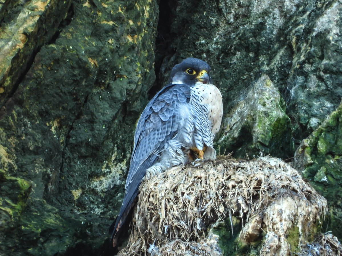 Scar_Peres's tweet photo. A Christmas visit to see the Peregrines today,found the male happy in his cave. https://t.co/QjTD4CgbQ0