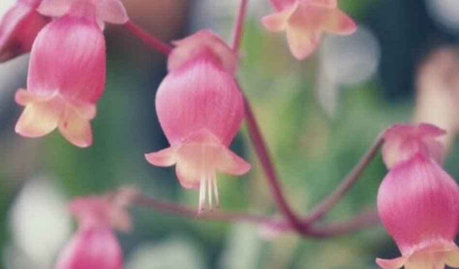 マチルダ おはよん エンゼルランプ カランコエの仲間の多肉植物 花期は春だが室内で箱を被せるなどの短日処理で冬も花芽をつける 俯いて咲く赤や橙の温かい色の可愛い花を天使のランプに見立てての花名と花言葉 あなたを守りたい 幸福を告げる