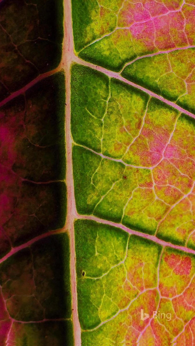 Franzy863's tweet photo. 🧡💚💛🍁💛💚♥️ Blatt eines Weihnachtssterns in der Nahaufnahme (© Charles Floyd/Alamy) https://t.co/8oJhTBRiKn