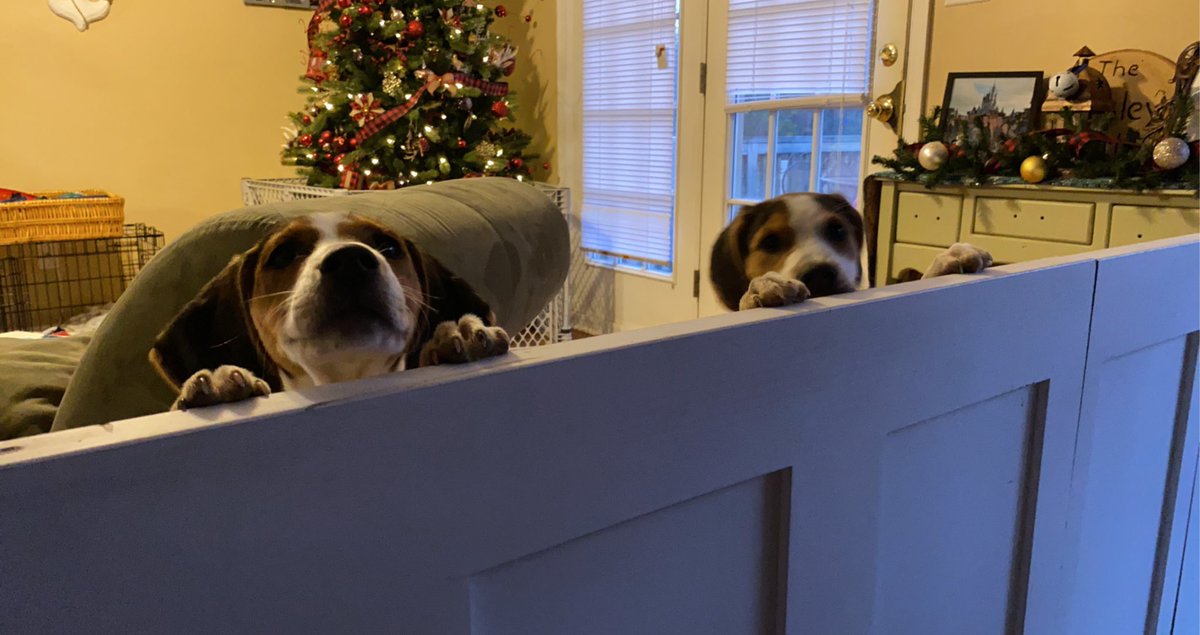 roxyjen8's tweet image. We see you having a crap week mama. You can’t hide behind your smile #mentalhealth #puppylove  #puppybreathishealing