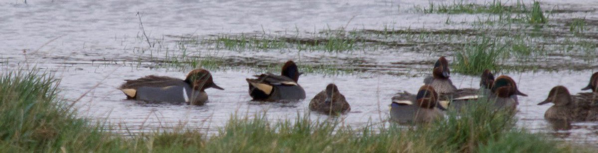 Green winged teal still at cockleshell today. Also imposing presence of Glaucous Gull in fenit today.
<a href="/wildmind_ie/">WildMind</a> <a href="/KerryBirdNews/">Kerry Bird News</a>