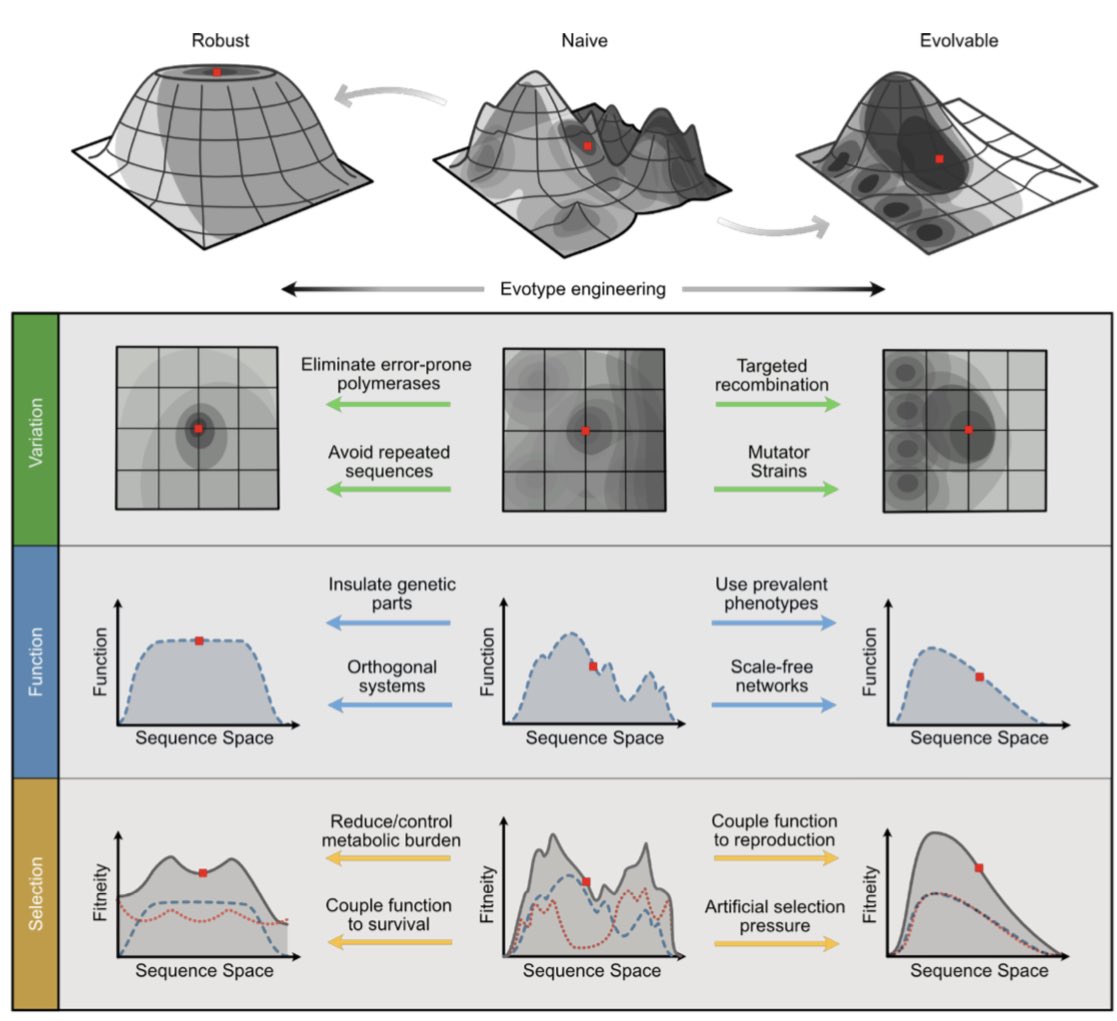 🥳 Refined and expanded... our updated “Engineering Theory of Evolution” This underpins a number of tough experimental projects in the lab as we explore how evolution can become become integrated into large-scale biosystem design! <a href="/simcastle/">Sim Castle</a> <a href="/PR0FG/">Claire G</a> #synbio preprints.org/manuscript/202…