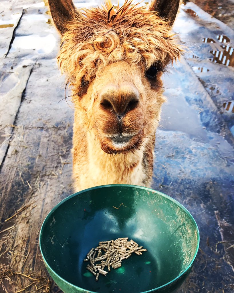 Shall I eat or shall I stare? Erin in deep thought about what to do next. 
#feedingtime #alpacateatime #alpacawalking #alpacawalkinginleicestershire #giftvouchers #giftvouchersavailable #christmaswalk