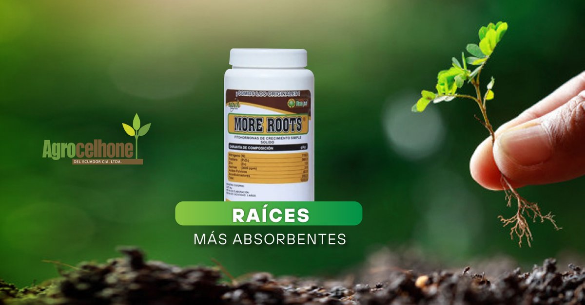 Obtén el mas alto rendimiento posible al más bajo costo con #MoreRoots ⭐ Para más información, visita ecuacelhone.com  

#AgrocelhonedelEcuador